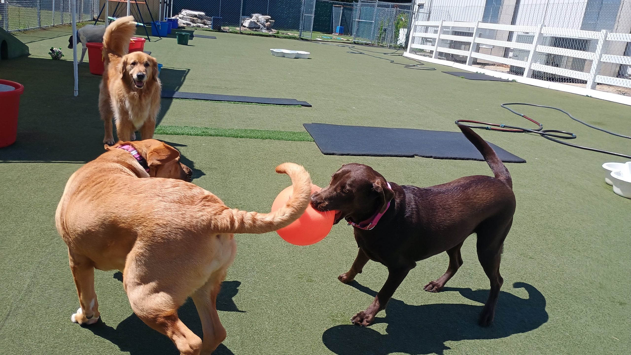 dog-boarding-daily-rate-play-enrichment