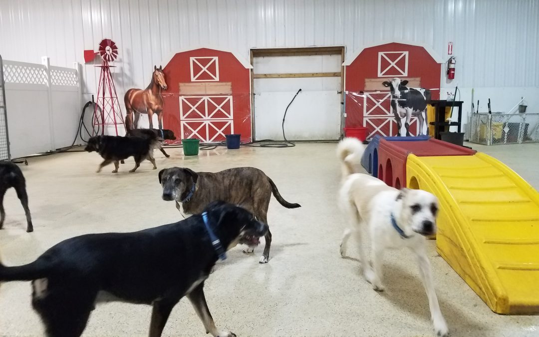 1/9/25 Tennis ball play ;)