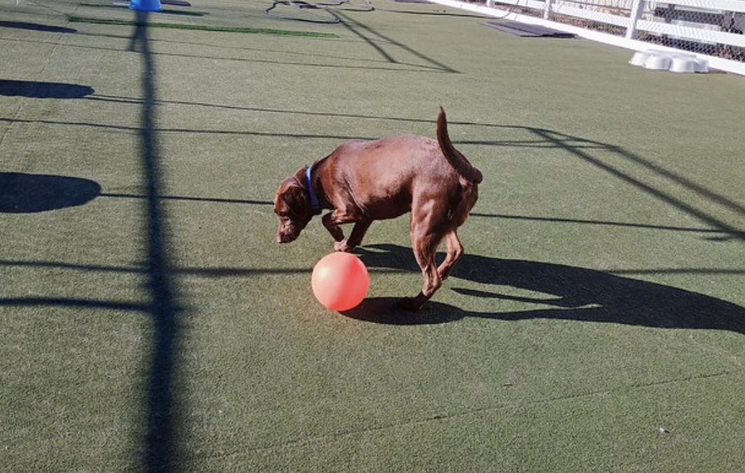 6 December 2024 – Jolly Ball Tug