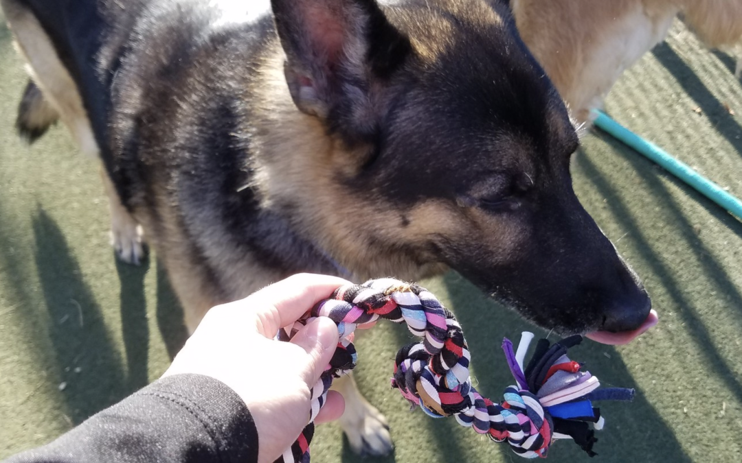 7 December 2024 – Rope Toys