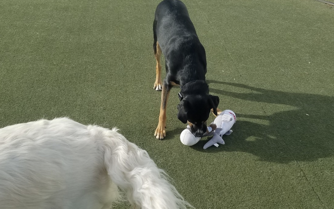8 December 2024 – Squeaky Toys