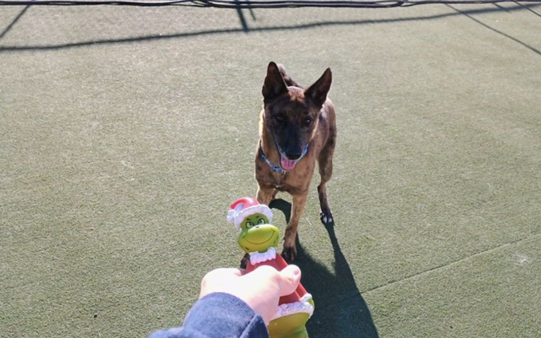 12 December 2024 – Christmas Squeaky Toys