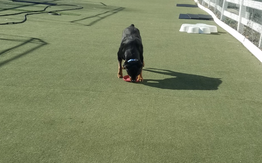 13 December 2024 – Frisbees