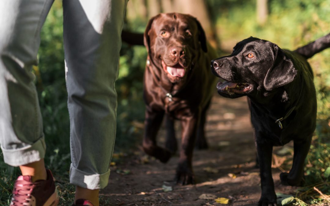 Dog Obedience Training: Stop Bad Habits & Build a Confident Dog