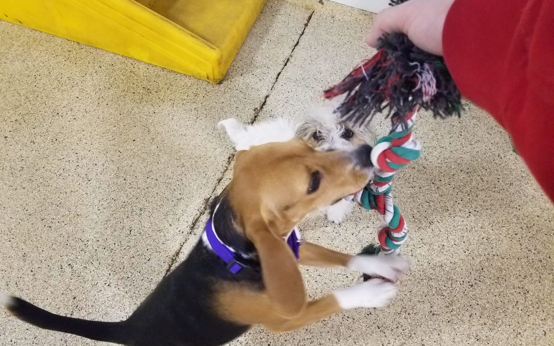 3-6-25 Rope Toy Play! :)
