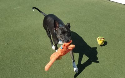 3.18.2025 Squeaky Toys! :)