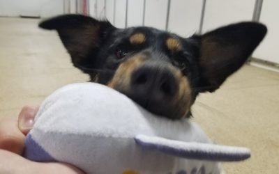 3-24-2025 Squeaky Toys! :)
