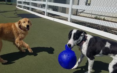 3-25-2025 Jolly Ball Tug! :)