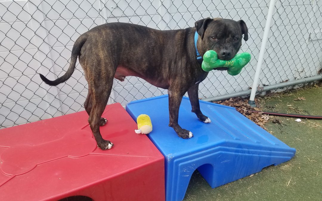 3/28/2025  Squeaky Toys :)