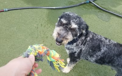 3-29-25 Rope Toys! :)