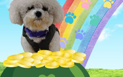 St Patrick’s Day daycare pups!