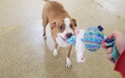 4-3-25 Squeaky Easter Toys! :)