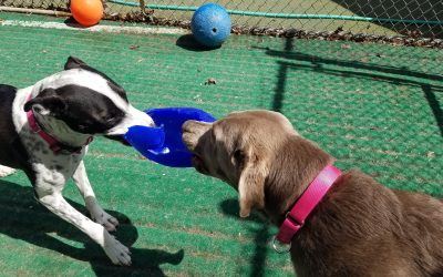 4_8_2025 Jollyball Tug! :)