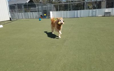 4-9-25 Indestructiball + Toys! : )
