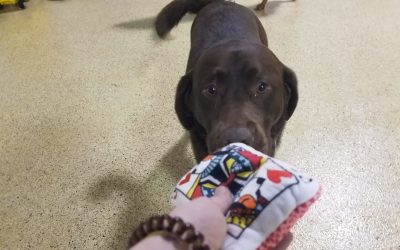 4-11-2025 Squeaky Toys! :)
