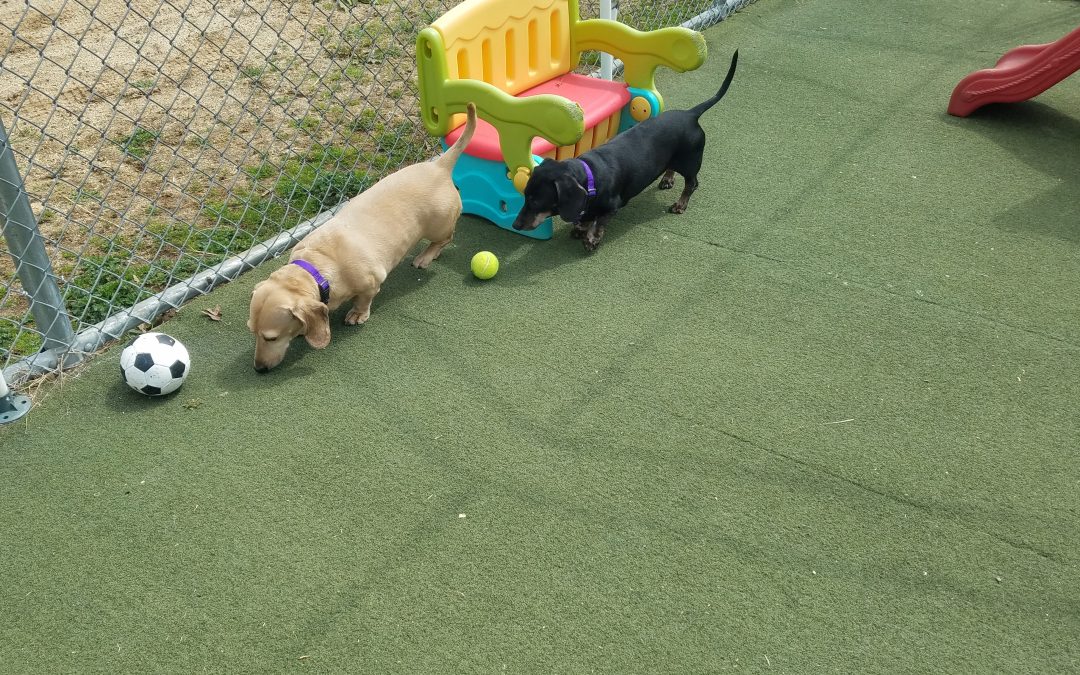 4-14-25 Indestructiball Play! :)