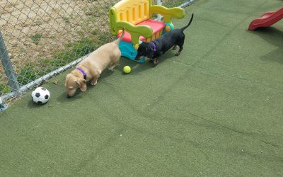4-14-25 Indestructiball Play! :)