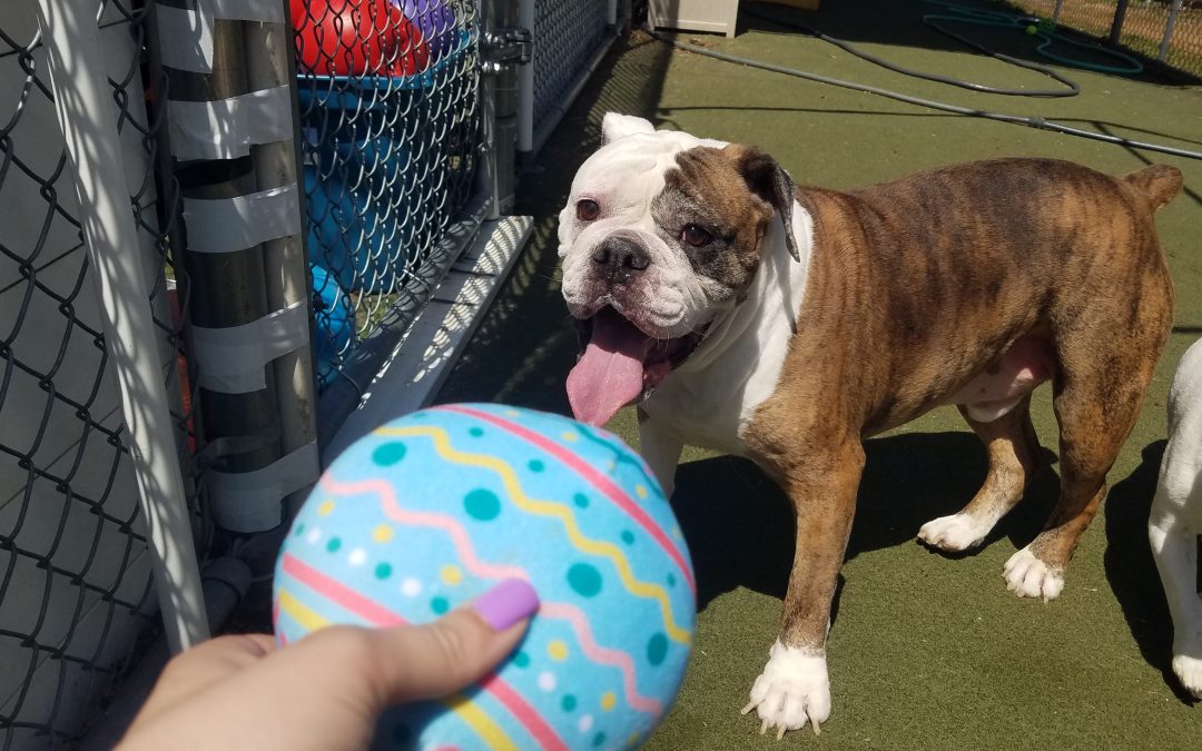 4-18-25 Squeaky Easter Toys! :)