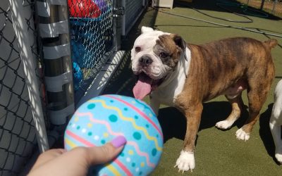 4-18-25 Squeaky Easter Toys! :)