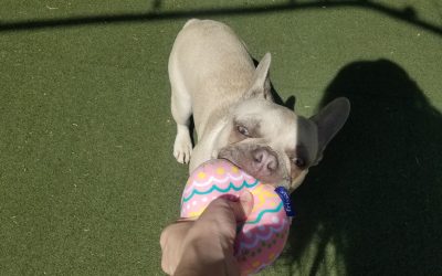 4-20-25 Jolly Eggs + Easter Toys! : )