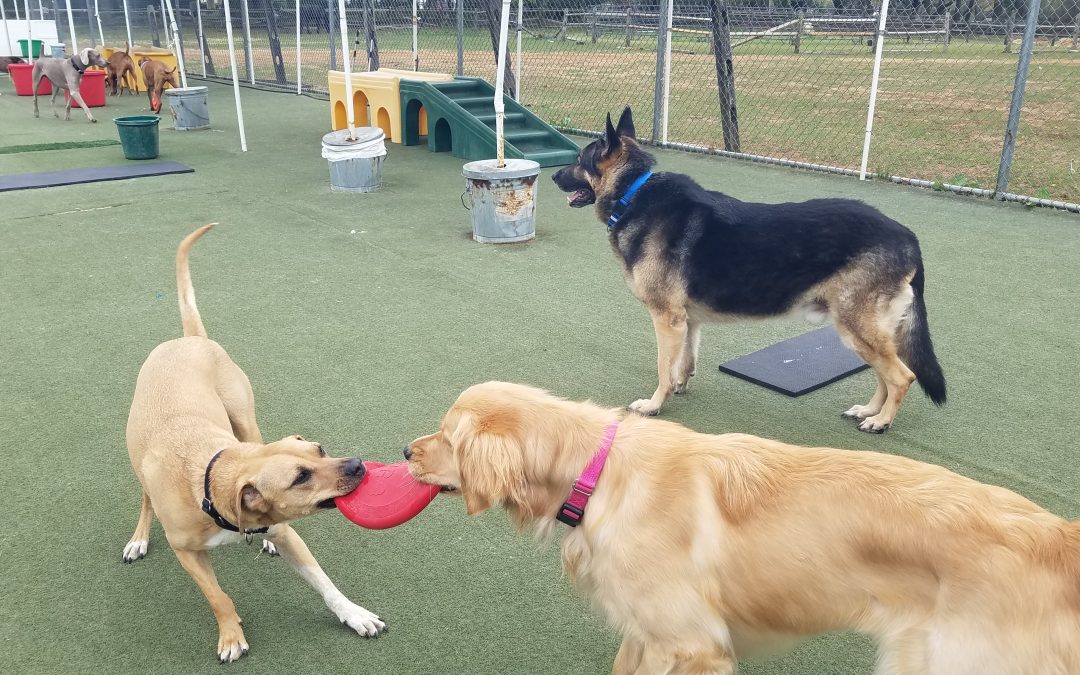 4-21-25 Frisbees! :)