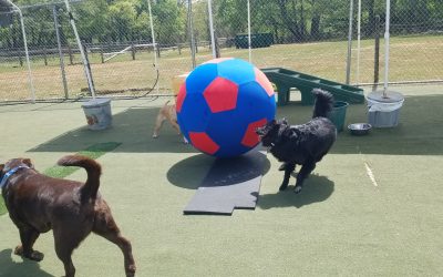 4-25-25 Giant Ball Roll! :)