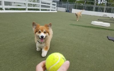 4-26-25 Tennis Balls! :)