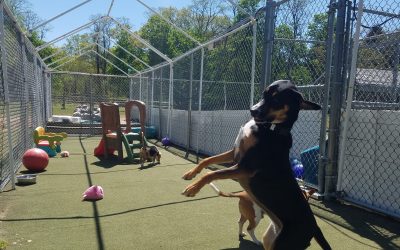 04/28/25 Birthday Pawty! :)