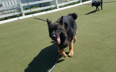 4-29-25 Playtime! :-)