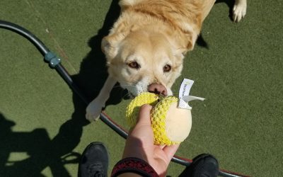 4/29/2025 Squeaky toy fun :)