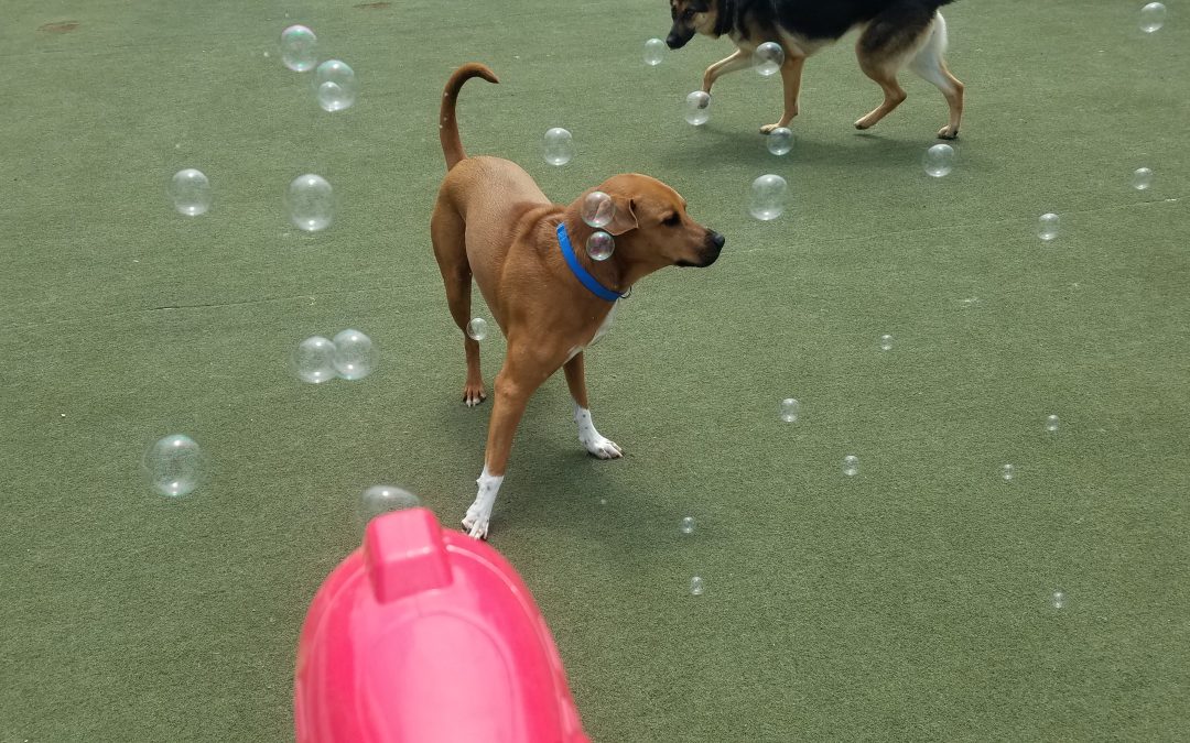 5-2-25 Bubbles! :)