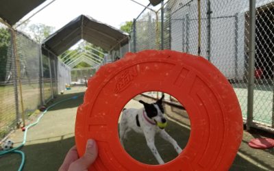 5-3-2025 Frisbees! :)