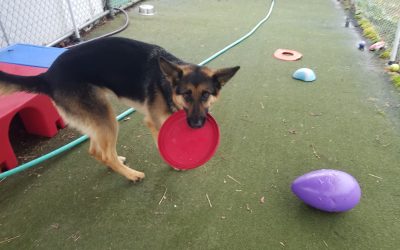 5/5/2025 Dino Egg Chase! :)