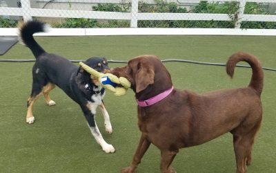 5-9-25 Dino Squeaky Toys! :)