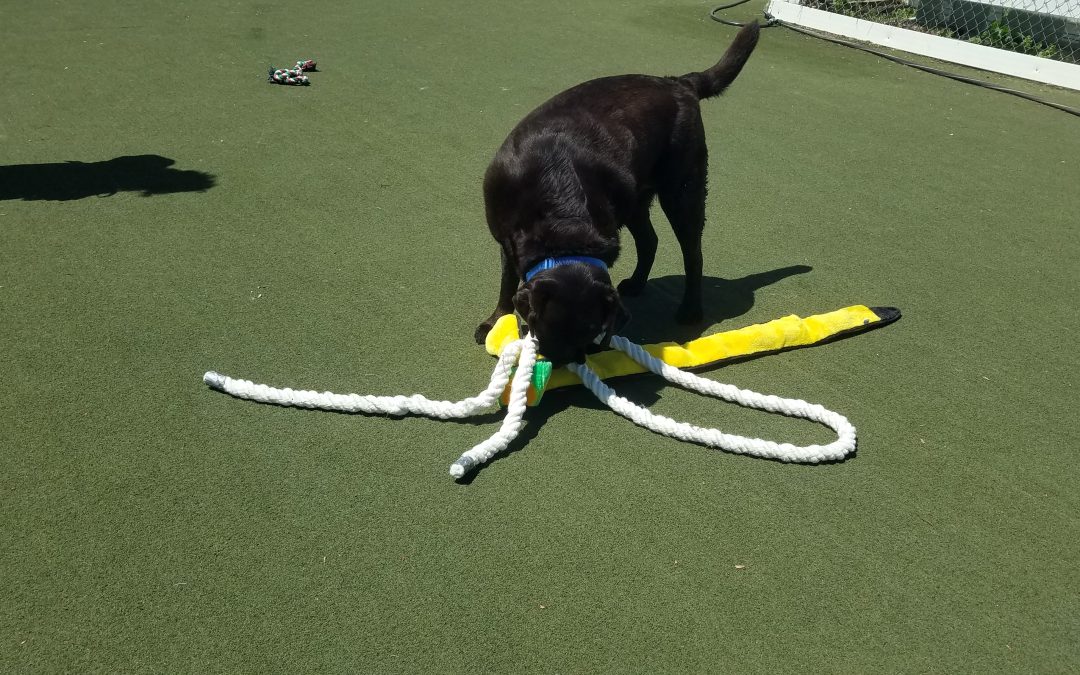 5-10-25 Rope Toys! :)