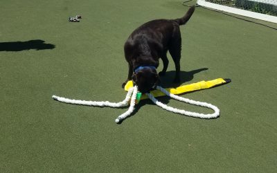 5-10-25 Rope Toys! :)