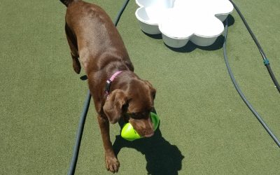 5-11-25 Jolly Ball Tug! :)