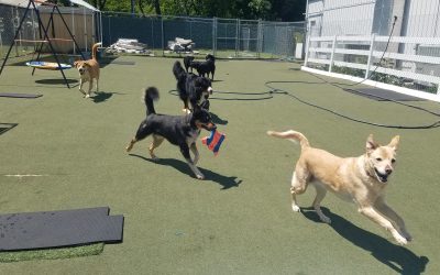 5-12-25 Tennis Balls! :)