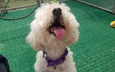 Doggie Playtime 5/16/25