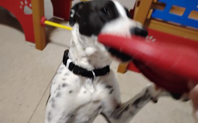 5-15-25 Frisbees, Snufflemat Lunch + Learn, + Bark Academy Obstacle Course! :)