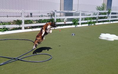 5-17-25 Chuck It + Lickimats! :)