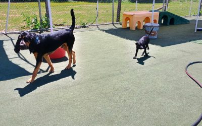 5-18-25 Indestructiball + Carrot Stuffer! :)