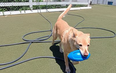 5-19-25 Football Play + Dig for Milk Bones Lunch + Learn! :)