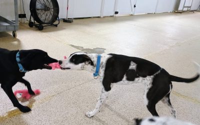 5/21/2025 Dino Squeaky Toys! :)