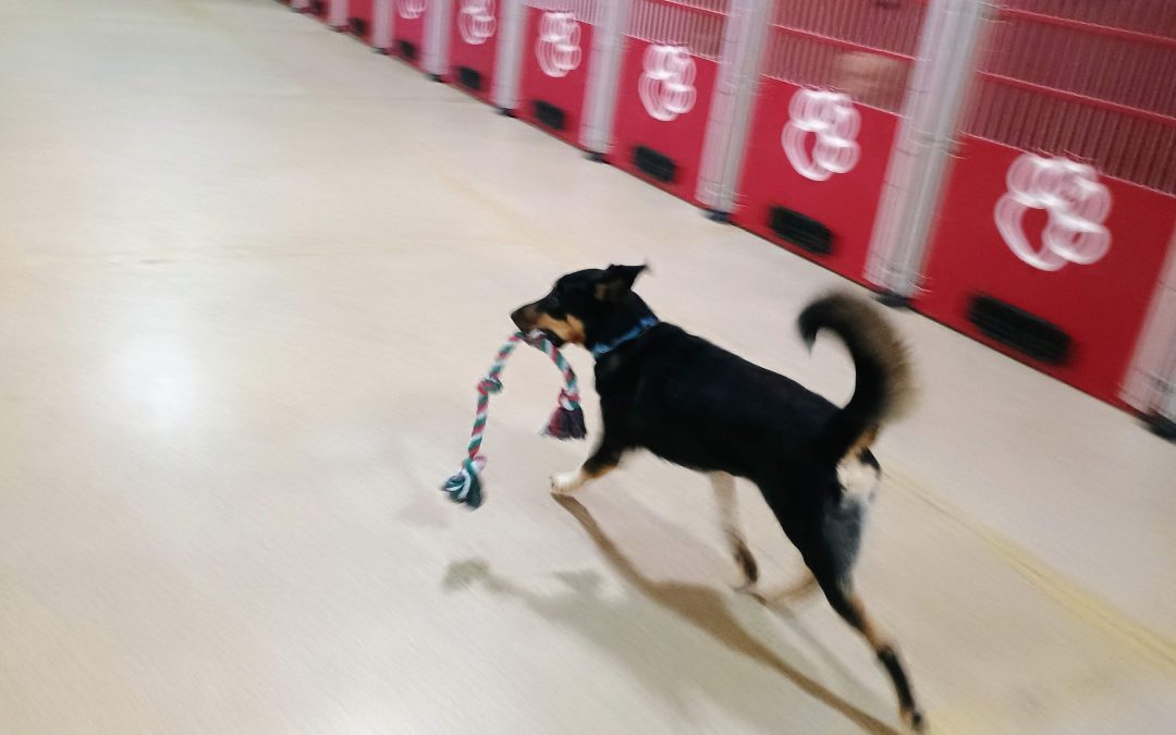 5-22-25 Rope Toys + Megalast Bone! :)