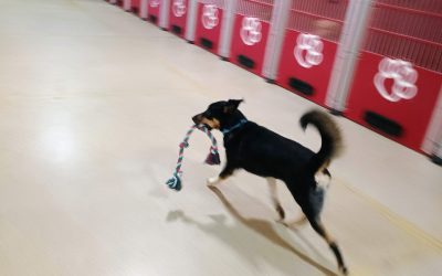 5-22-25 Rope Toys + Megalast Bone! :)