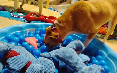 5-23-25 Jolly Ball Tug, Kong Wobbler, + Plesiosaur Water Rescue Enrichment! :)