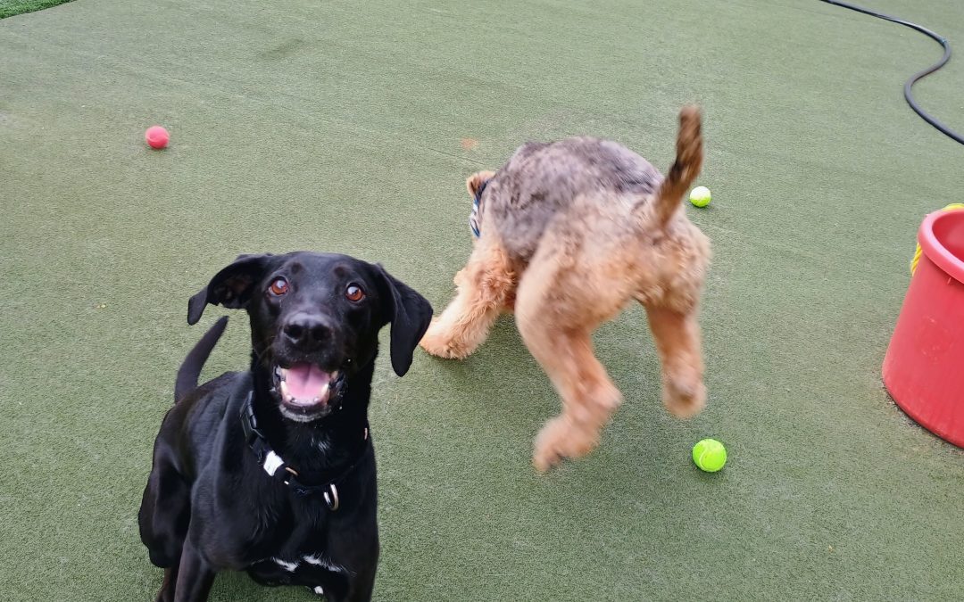 5-24-25 Tennis Balls, Snuffle Mat, + Puzzle Games! :)