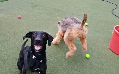 5-24-25 Tennis Balls, Snuffle Mat, + Puzzle Games! :)
