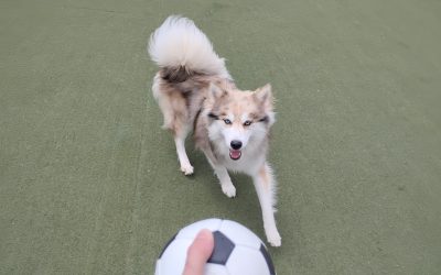 5-25-25 Soccer, Scatter Treats, + Scent Space! :)